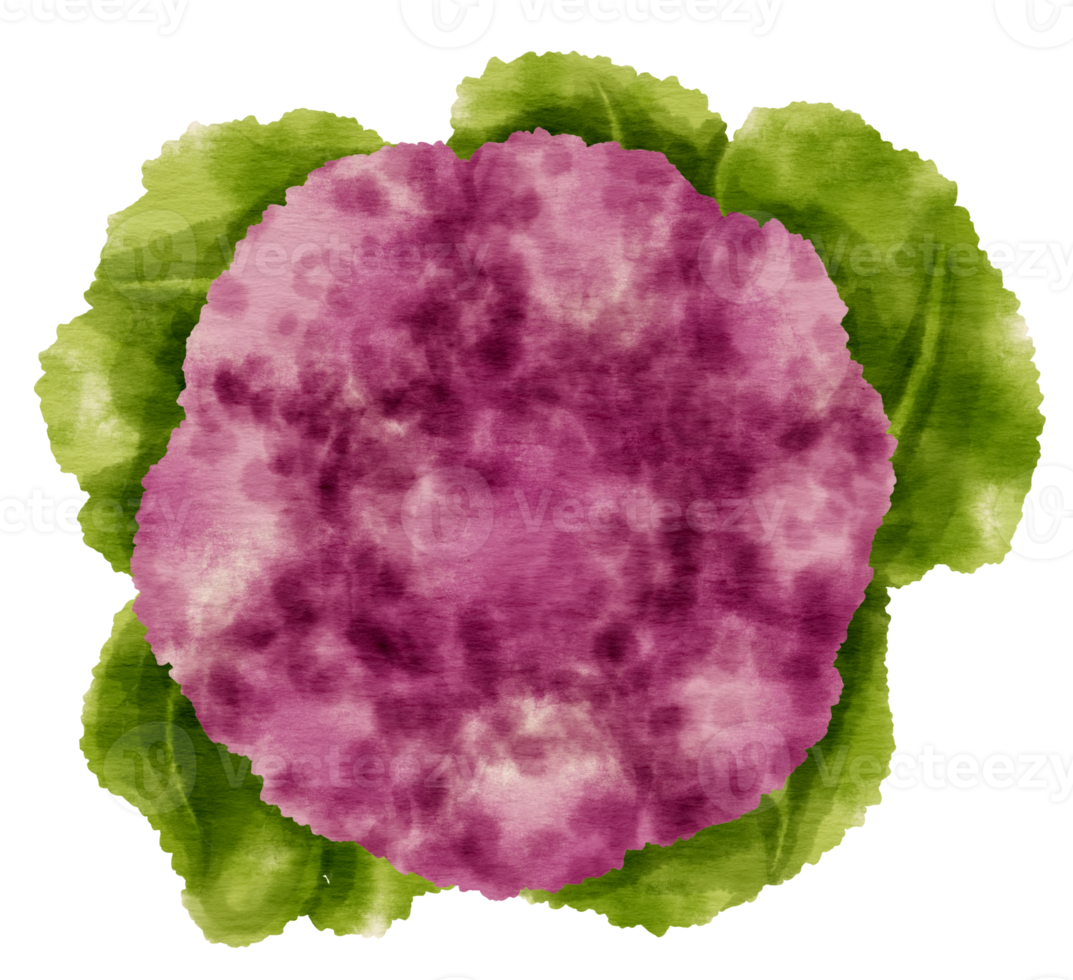 ejemplo púrpura de la acuarela vegetal de la coliflor del cabo png