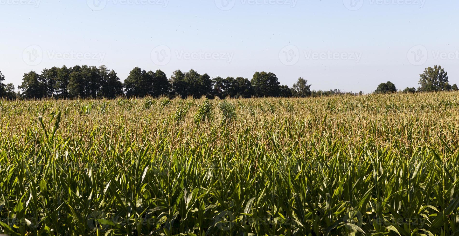 row corn field photo
