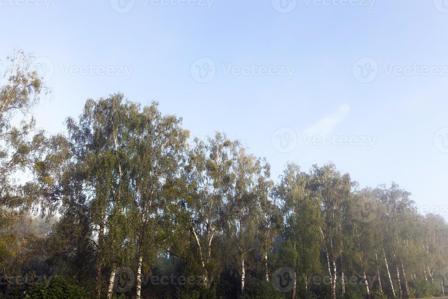 Fog forest autumn photo