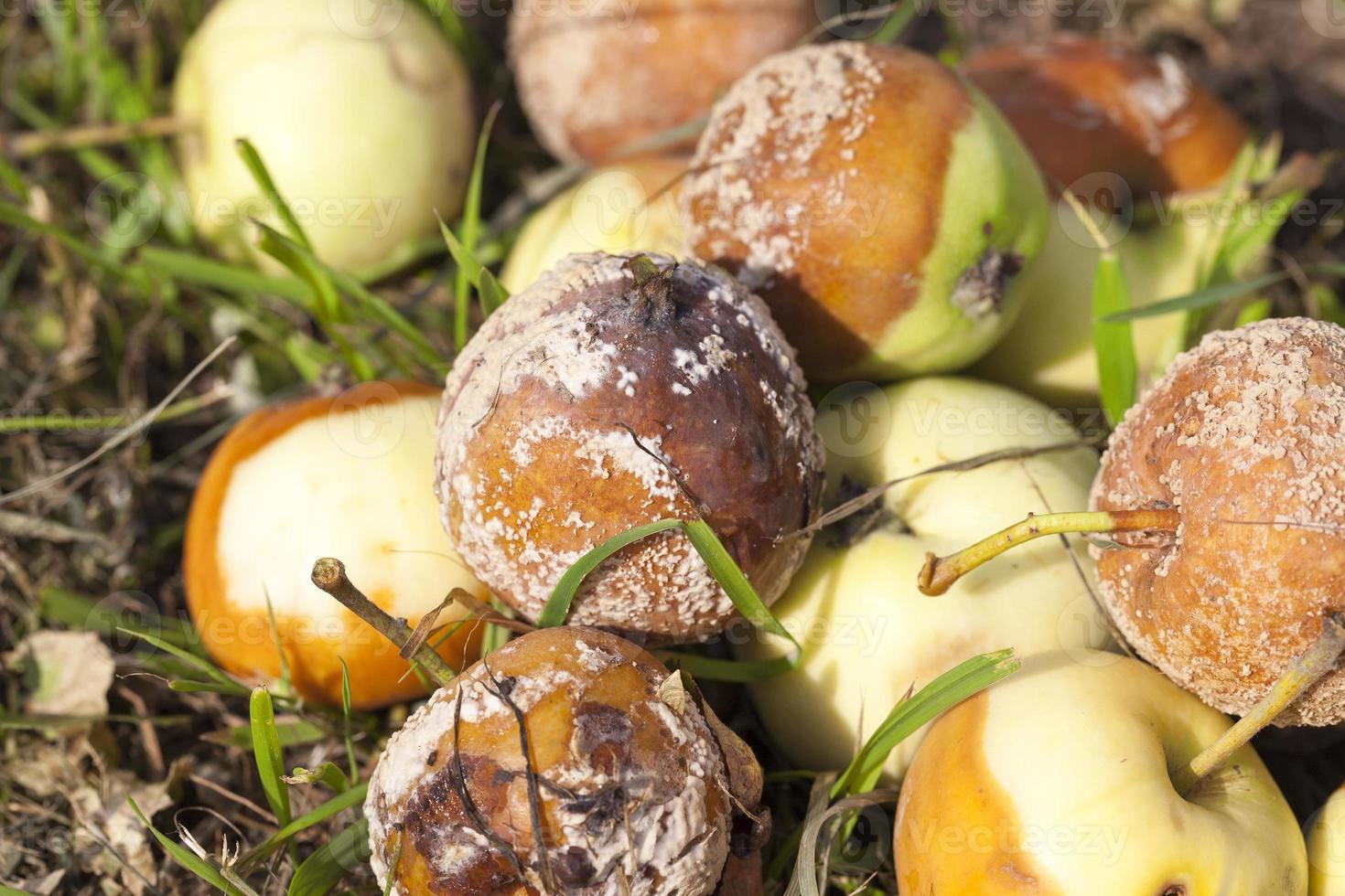 rotten apples, close-up photo