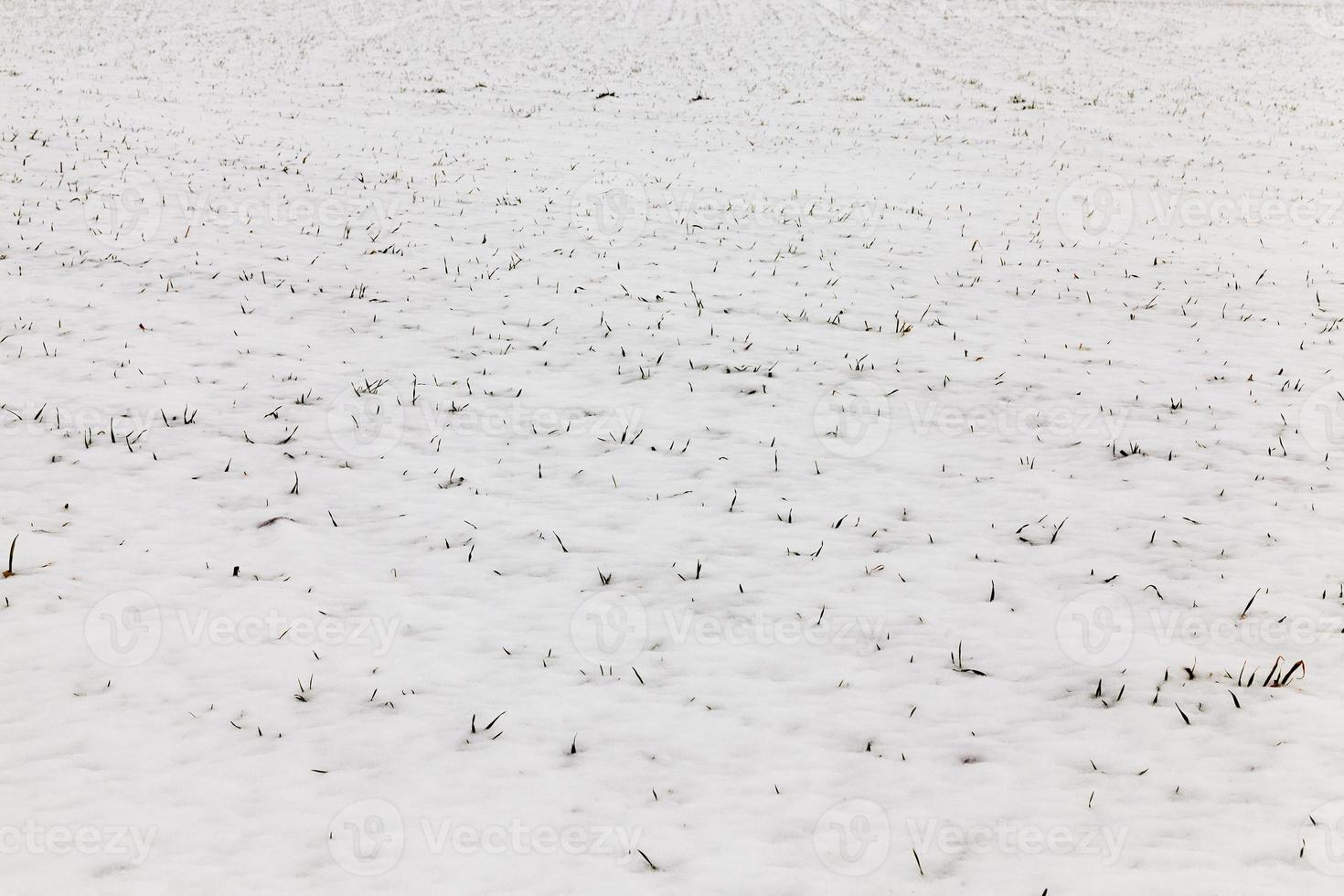 After snowfall   lying snow after the last snowfall. The picture was taken in the winter season. photo