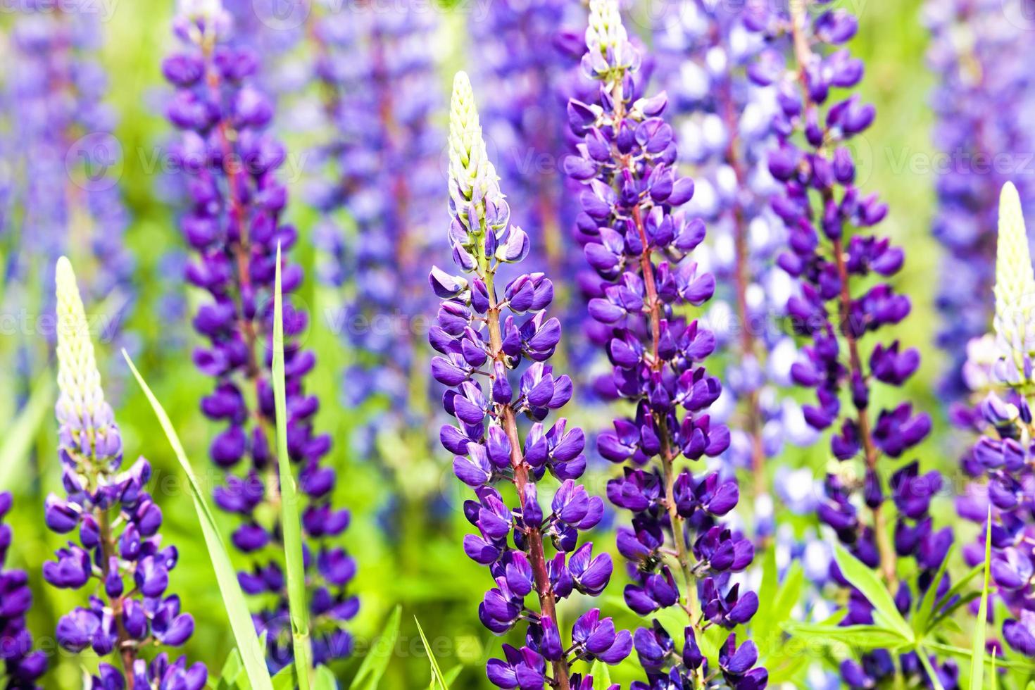 blue lupine, close up photo