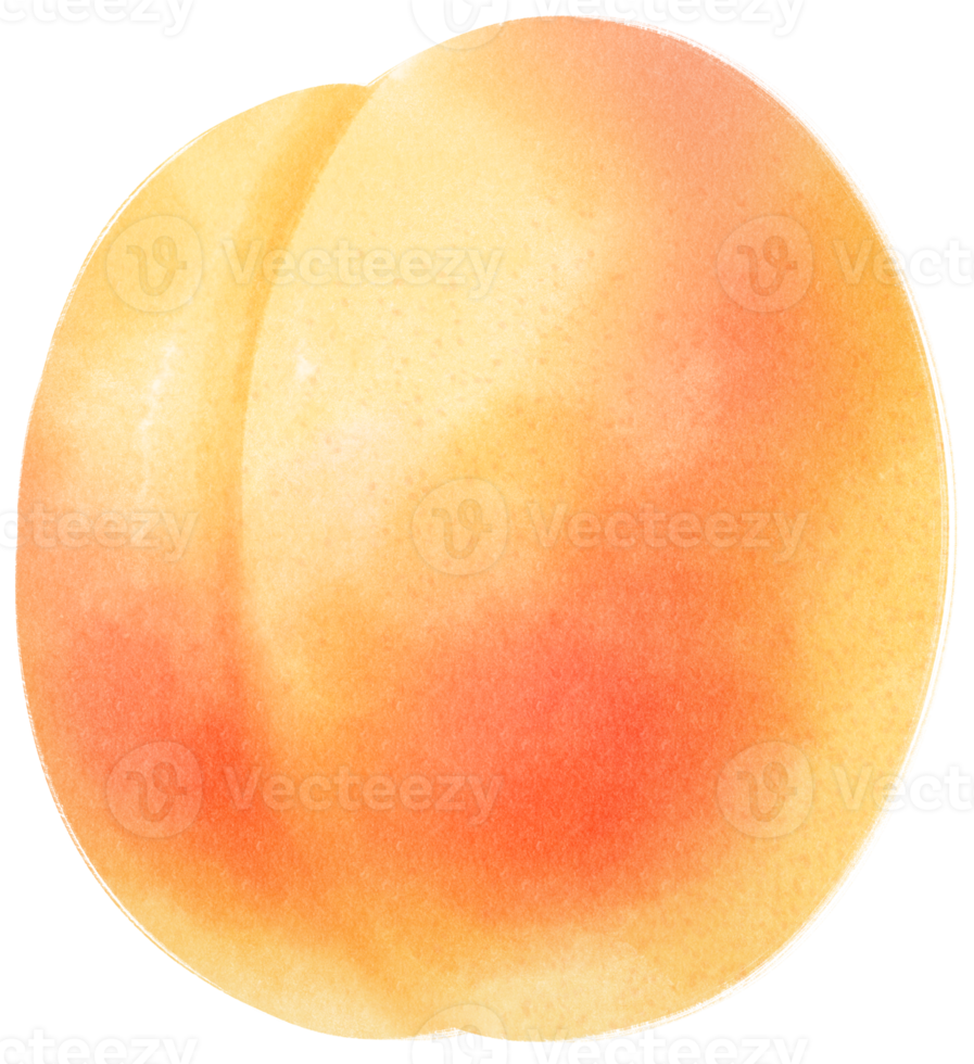 illustration aquarelle de fruits abricot png