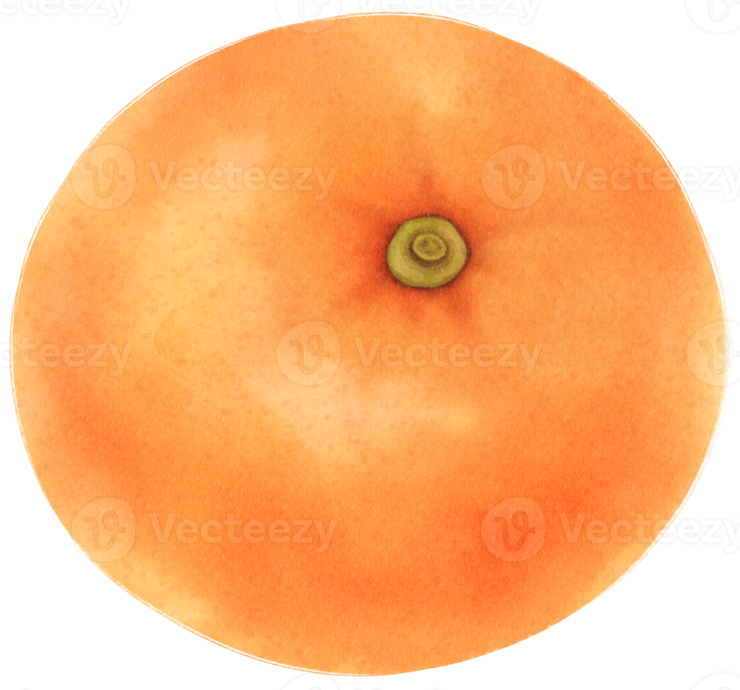 Orangenfrucht-Aquarellillustration png