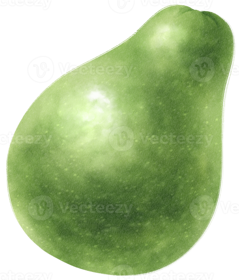 Avocado Watercolor illustration png