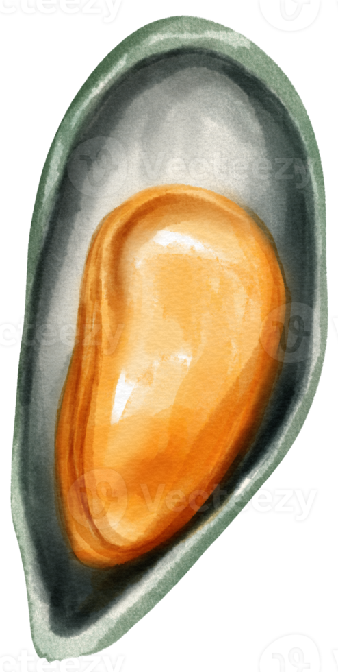 musslor skaldjur akvarell illustration png