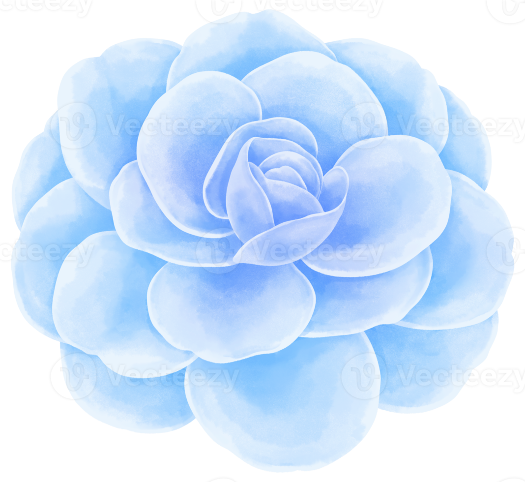 Beautiful Flower Watercolor illustration png