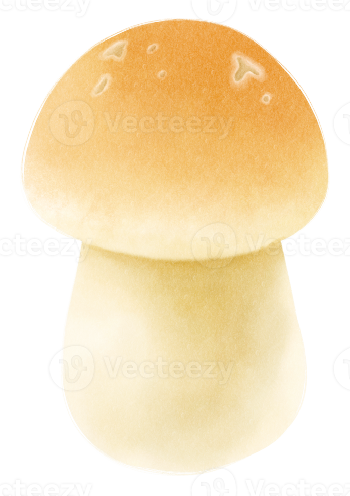 Mushroom watercolor illustration png