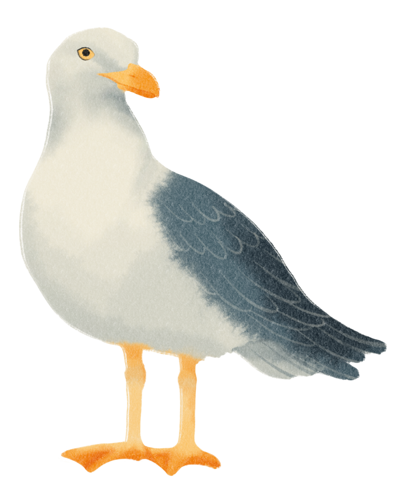 Seagull watercolor painted png