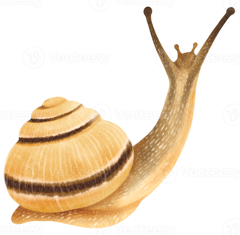 schnecke aquarellillustration png