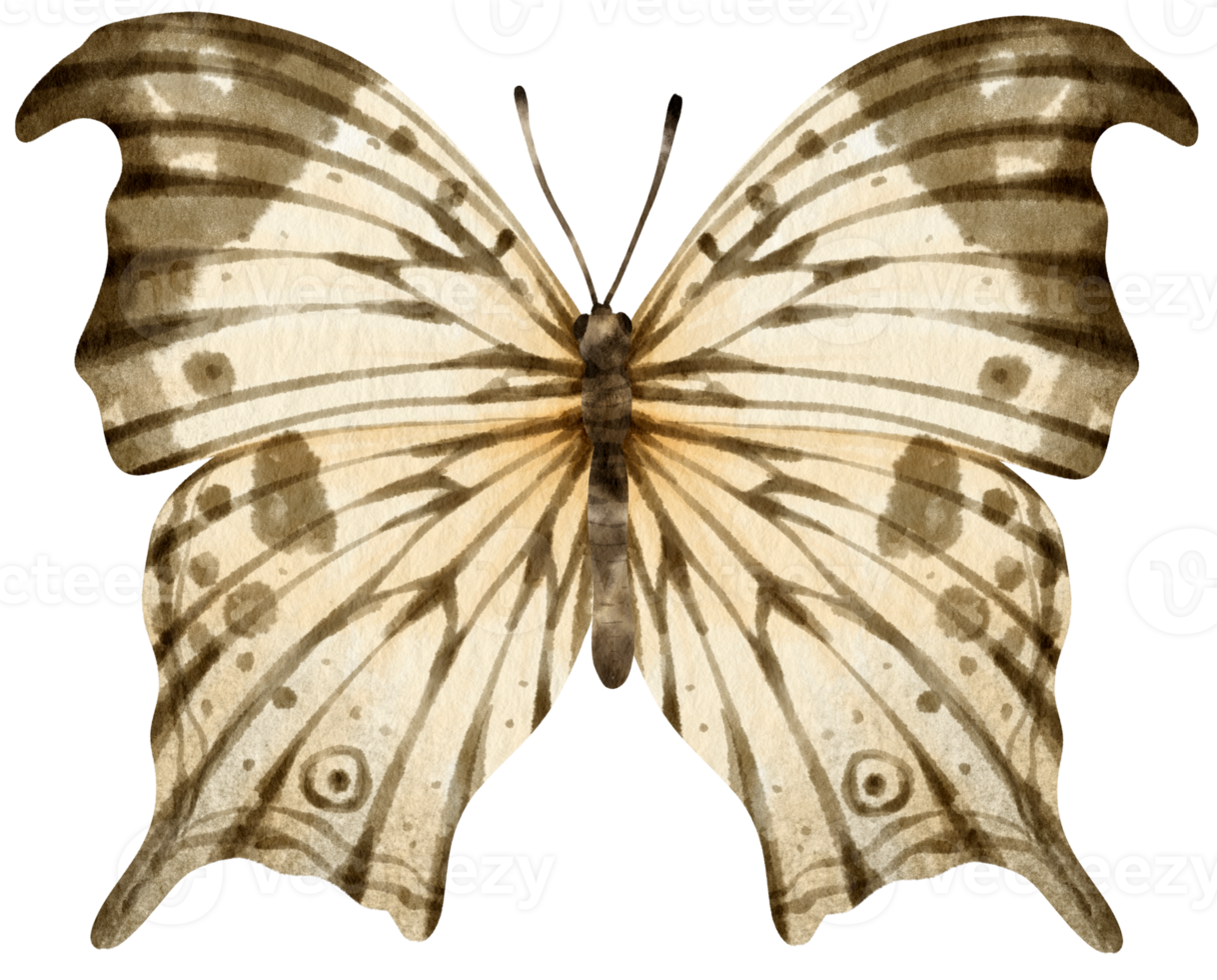 Black and White Butterfly watercolor style for Decorative Element png