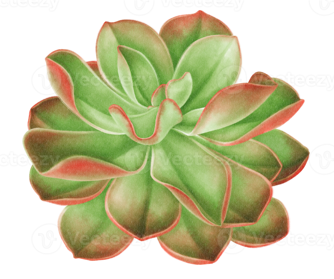 Succulent plant Watercolor Illustration png