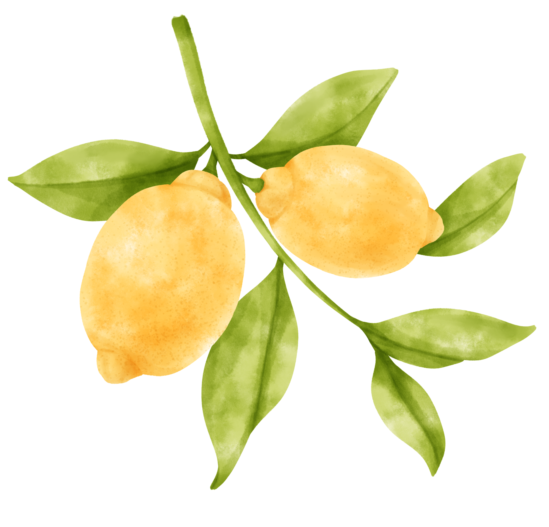 Watercolor Branch Of Lemon Fruits 9661509 PNG watercolor-branch-of-lemon-fruits-9661509-png