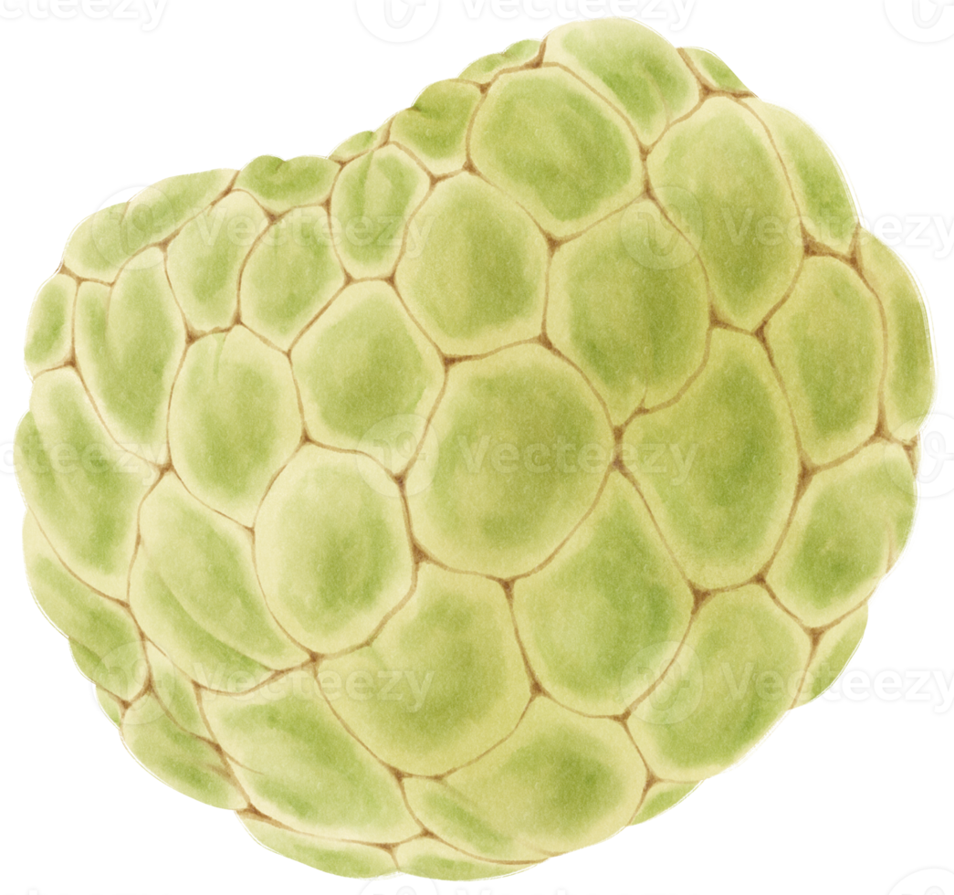 Custard apple Fruit Watercolor illustration png