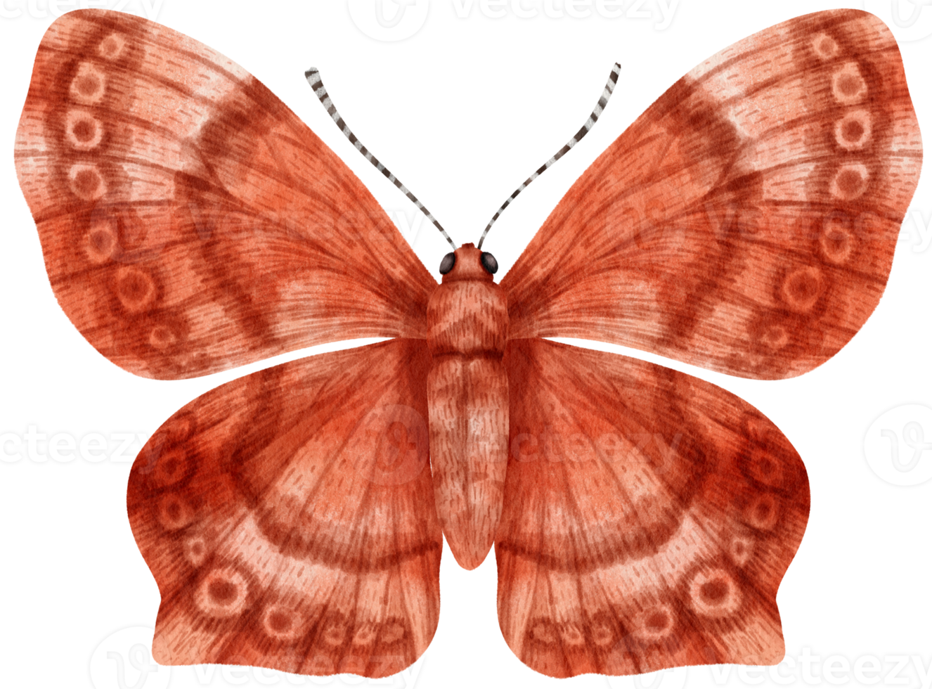 Schmetterling Aquarell gemalt png