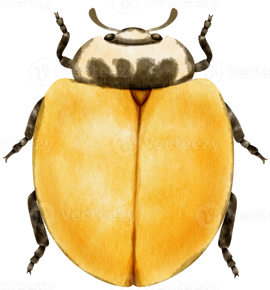 coccinella dipinta ad acquerello png