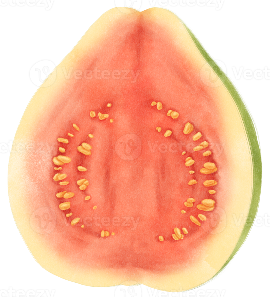Half of Guava fruit Watercolor illustration png