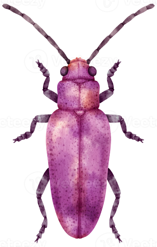 insecto acuarela pintada png