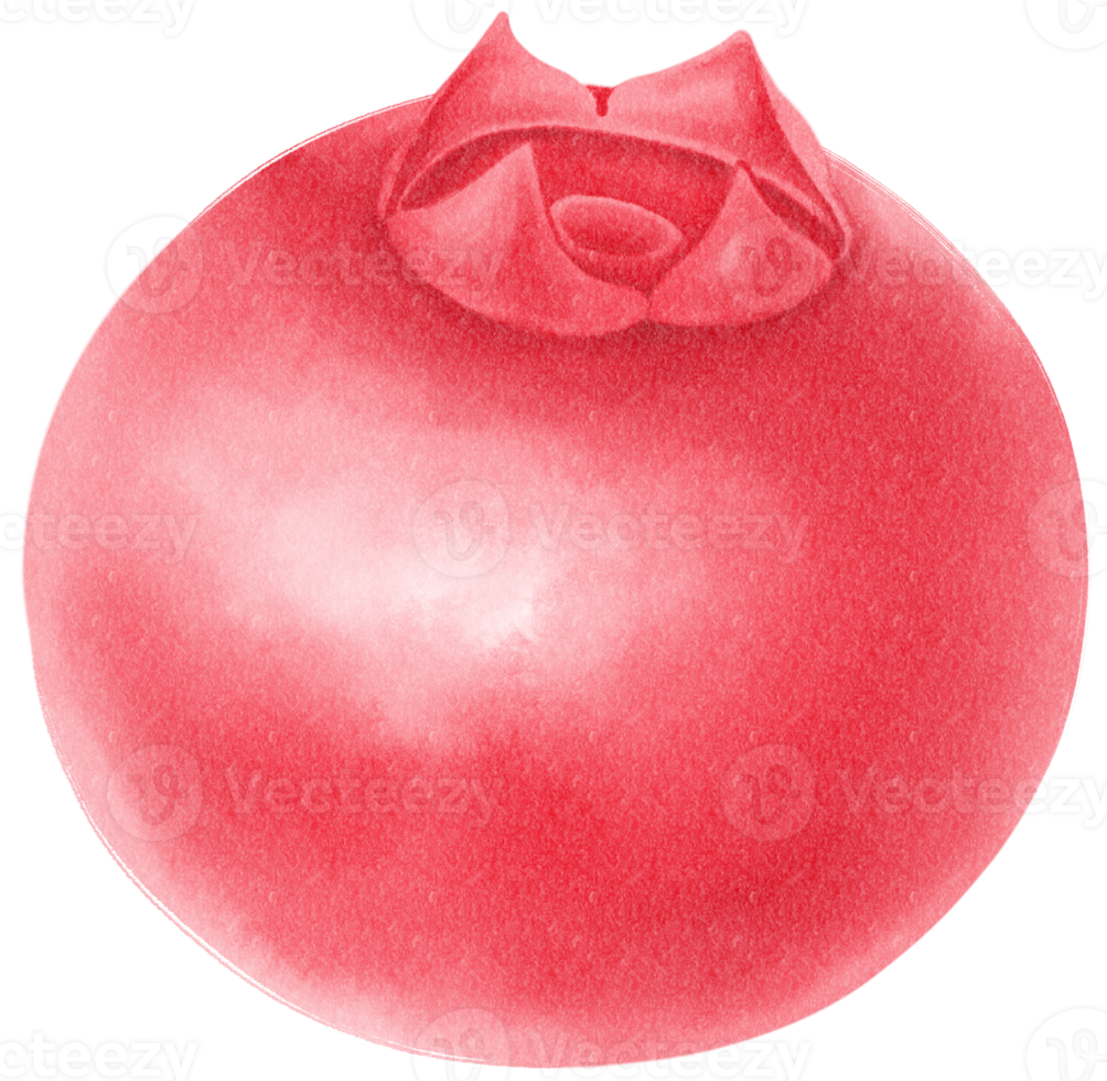 Cranberry Fruit  Watercolor illustration png