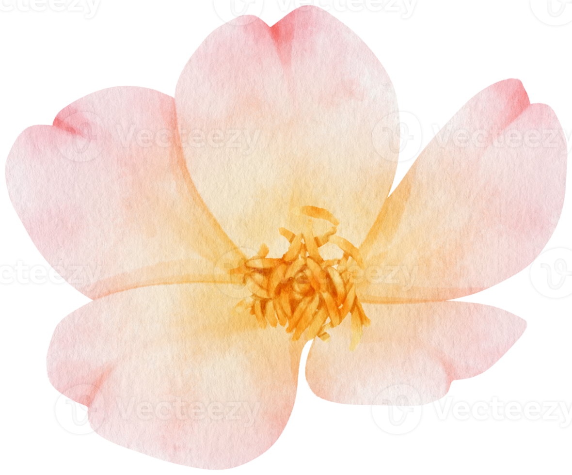 rosa blomma akvarell handmålad png