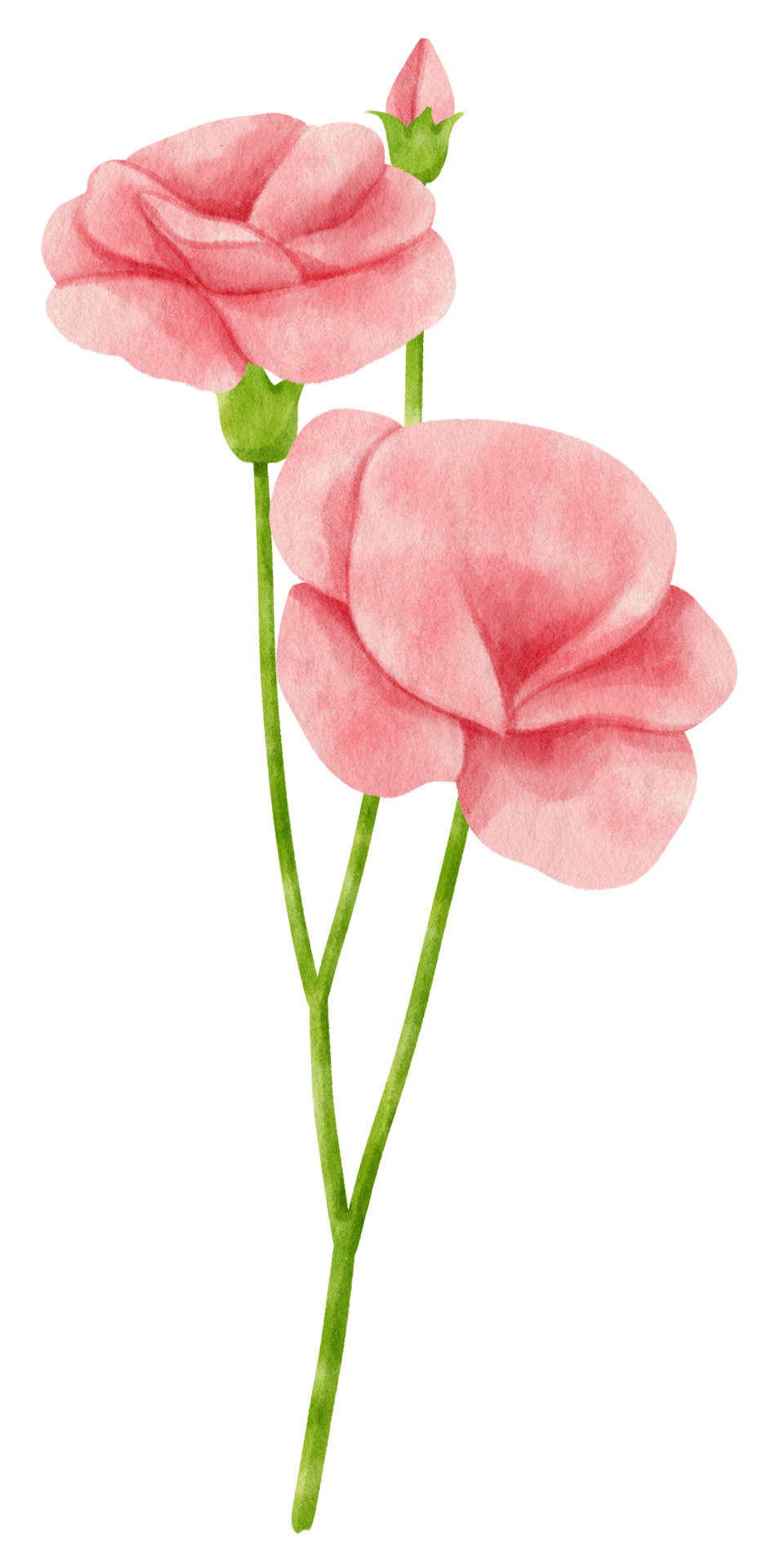 Pink Flower Watercolor hand-painted 9661532 PNG