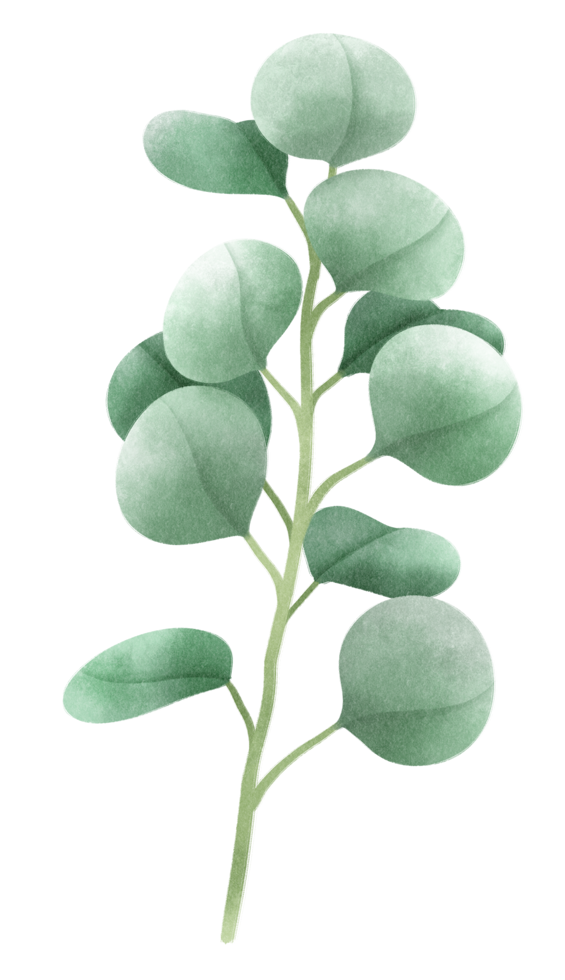 ilustrações de ramos de eucalipto estilos de aquarela 9661544 PNG