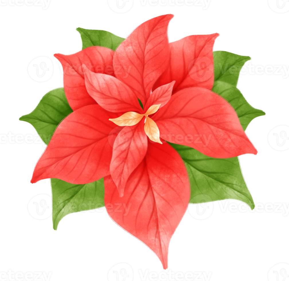 illustrazioni di piante poinsettia stili ad acquerello png