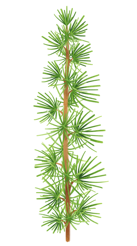 tall gren illustrationer akvarell stilar png