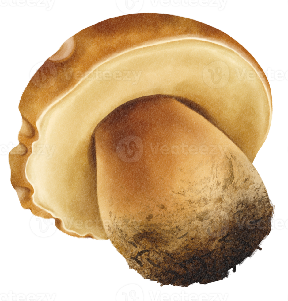 Boletus or porcini mushroom watercolor illustration png