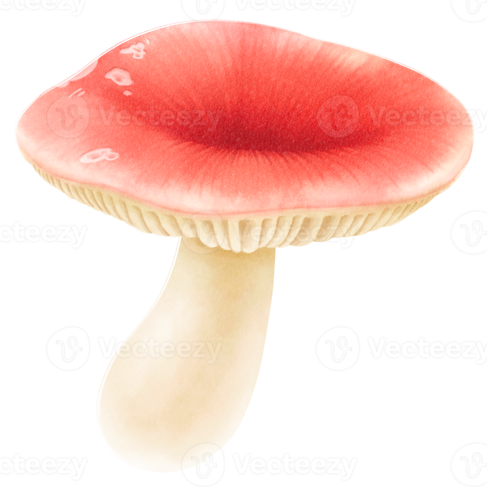 illustrazione dell'acquerello del fungo emetico della russula png