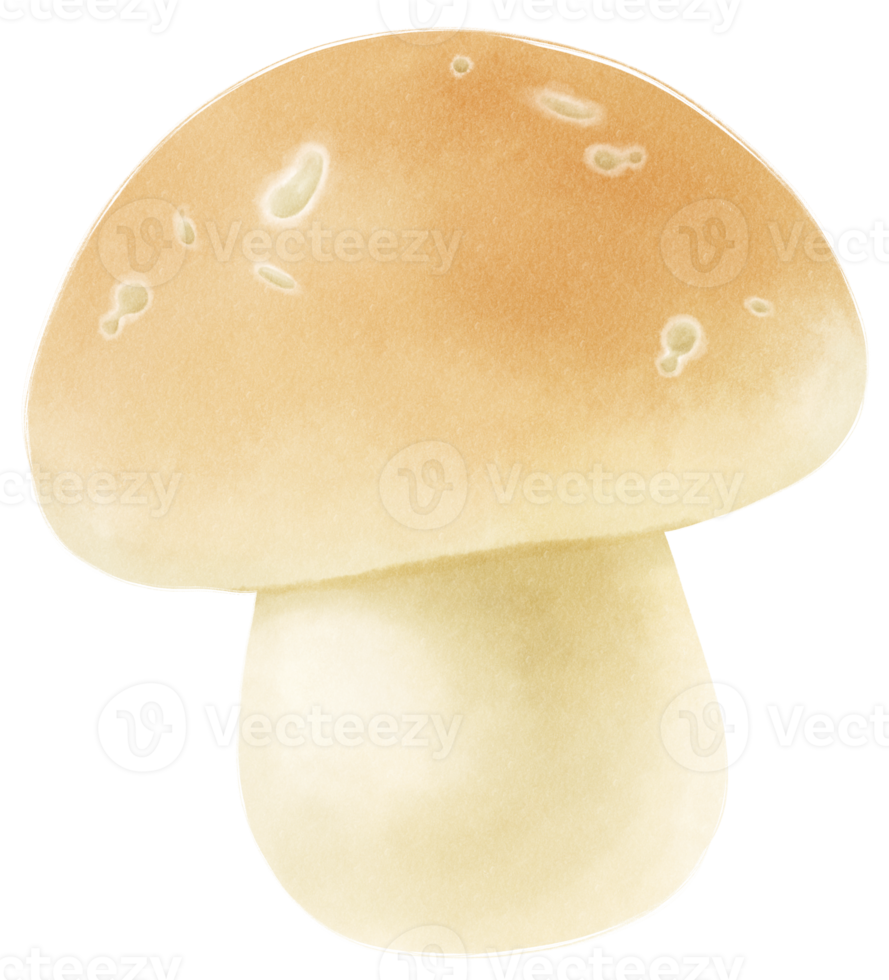 Mushroom watercolor illustration png