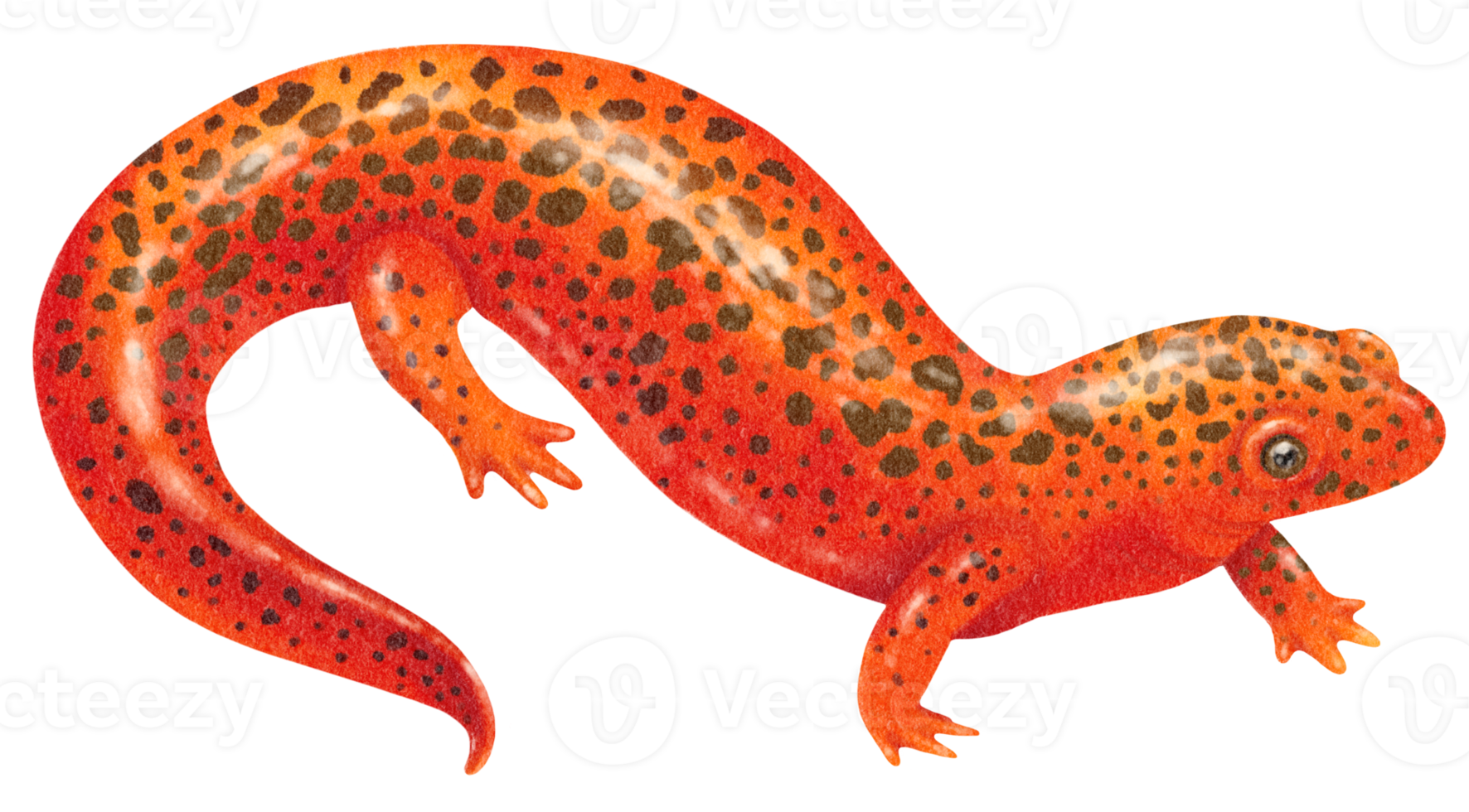 illustrazione dell'acquerello di salamandra png