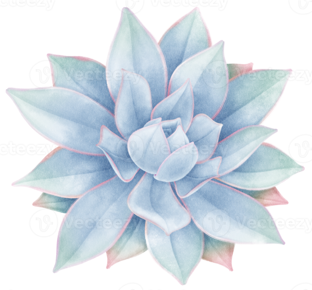 illustrazione dell'acquerello della pianta succulenta png