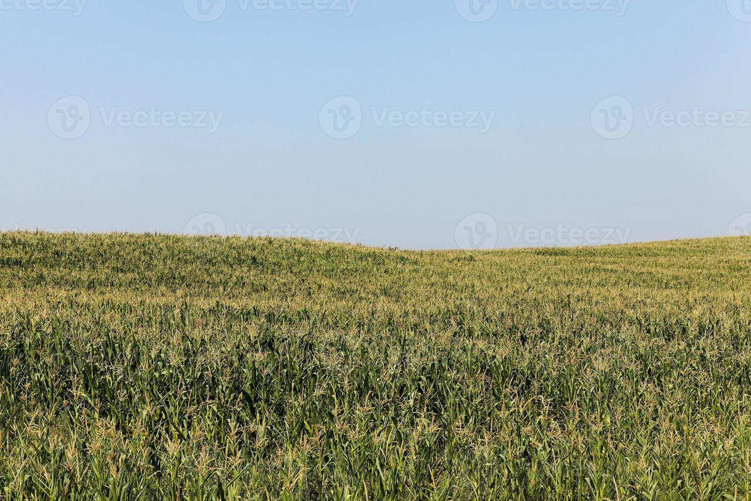 Field of green corn photo