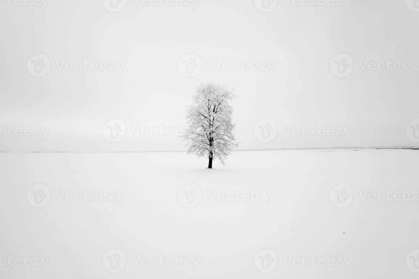 lonely tree ,  snow. photo