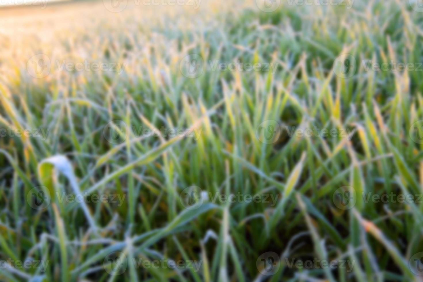 wheat during frost photo