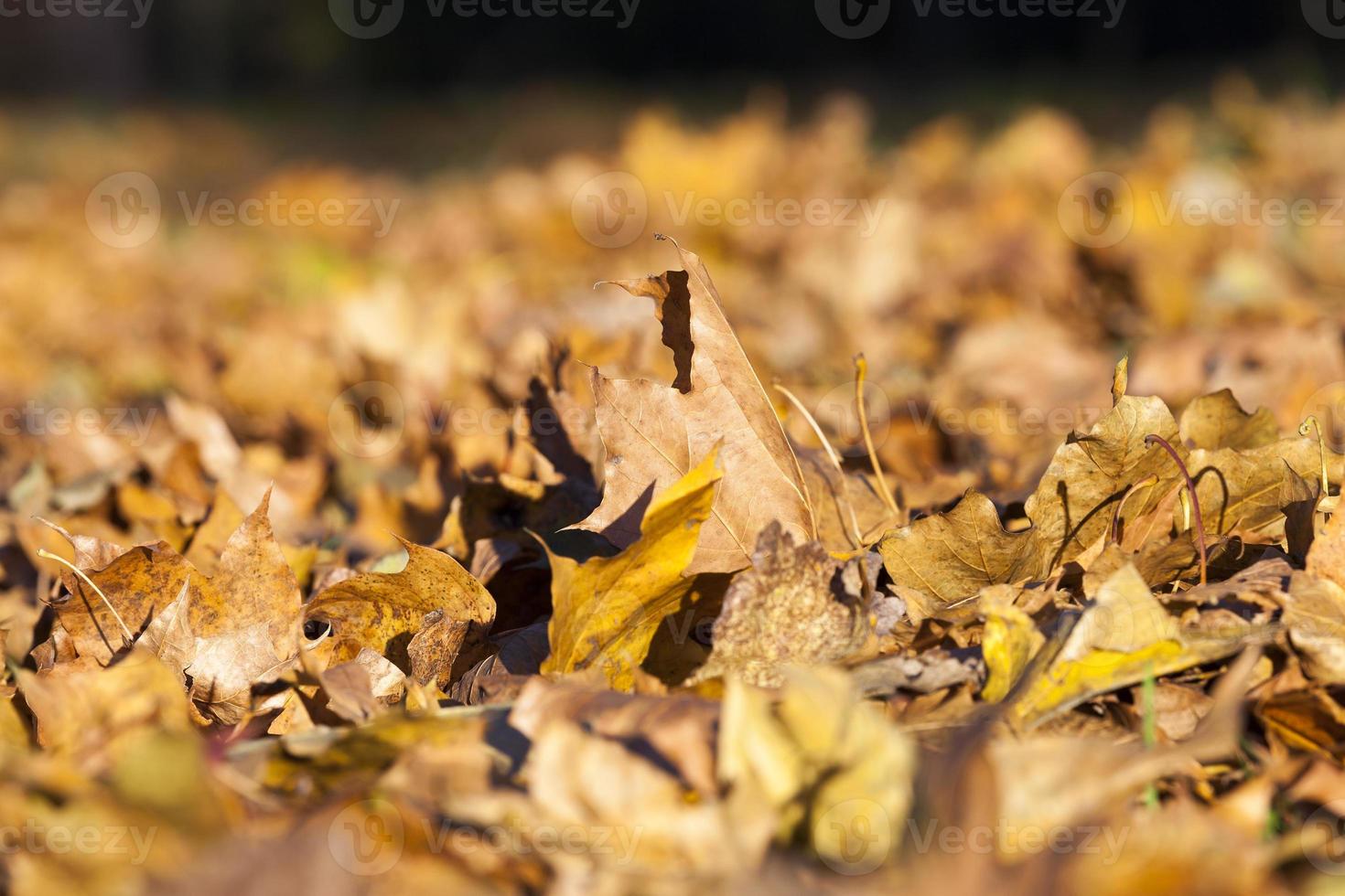 The fallen maple leaves photo