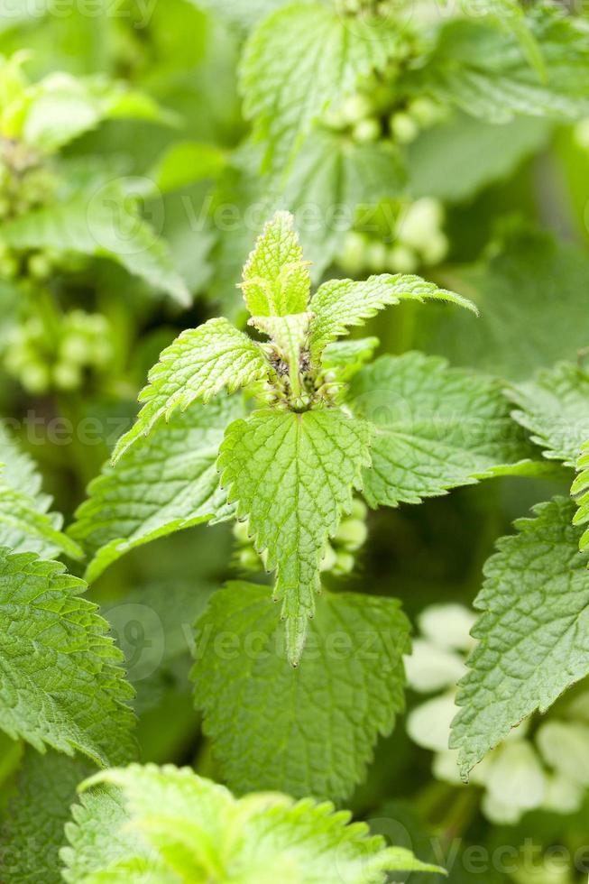 green nettle leaves photo