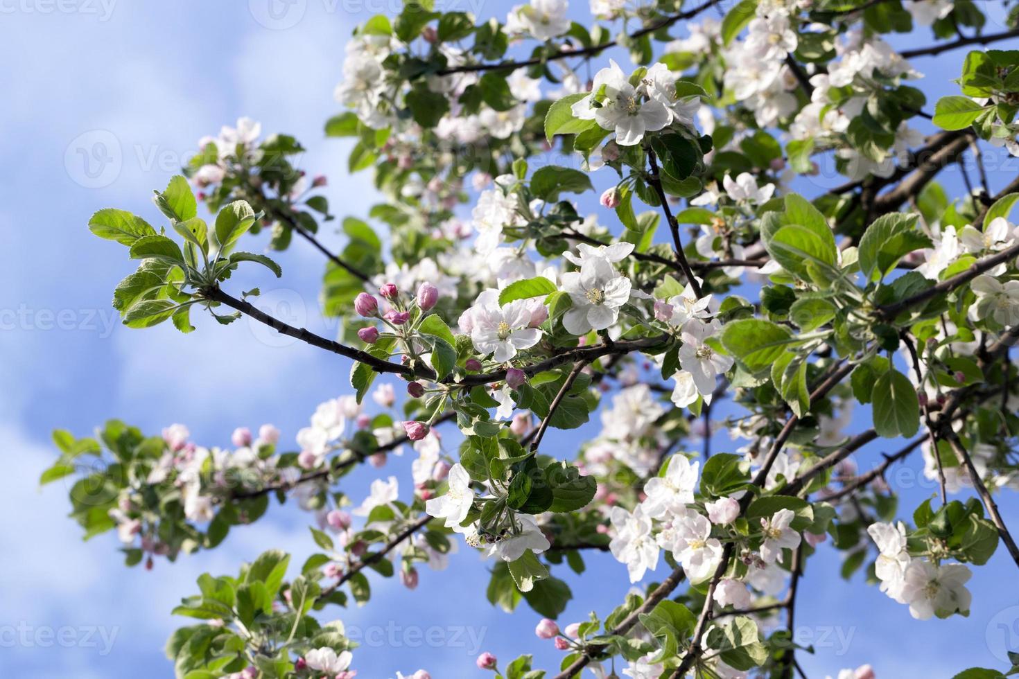 White apple flowers in May photo