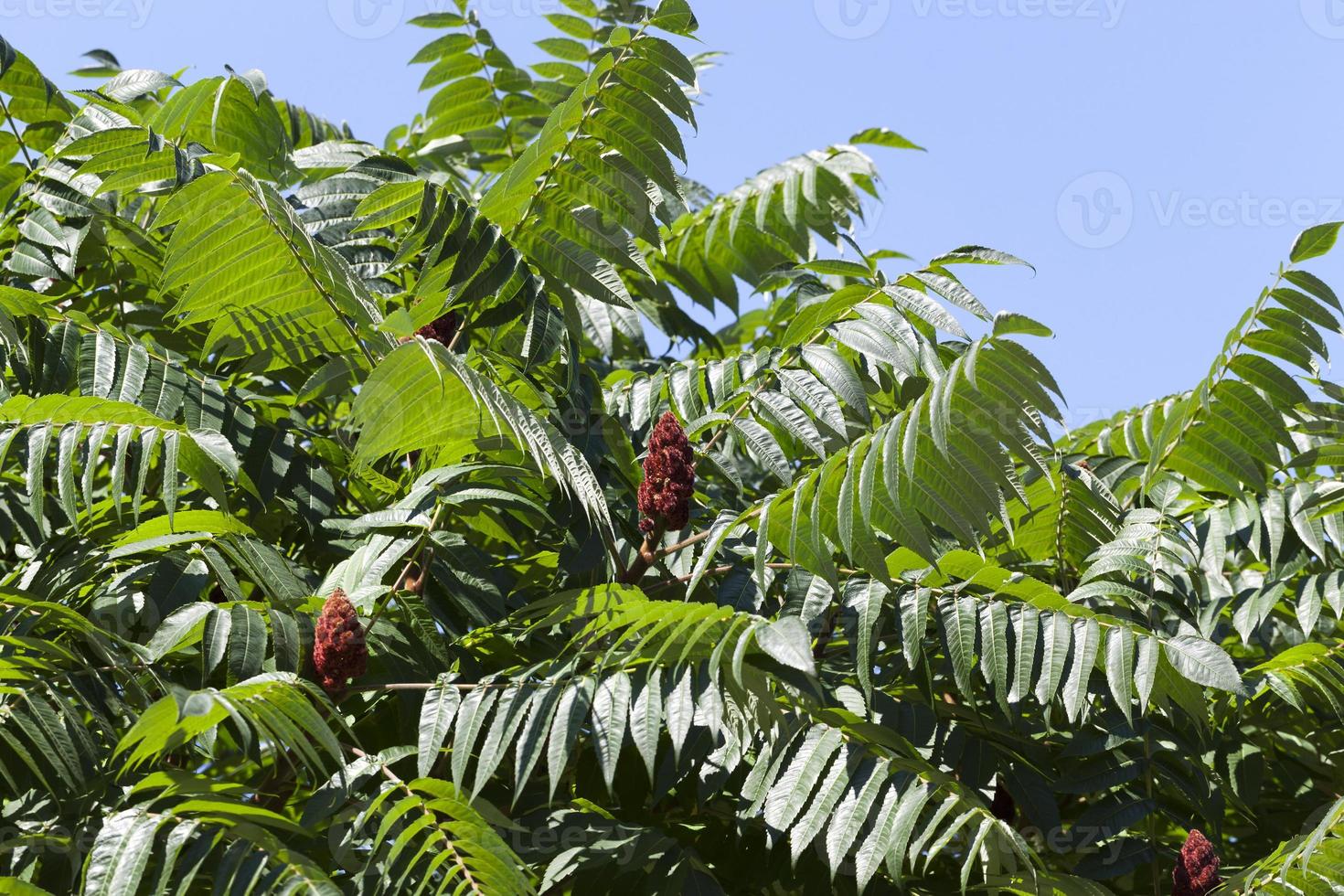 Spring tree foliage. photo