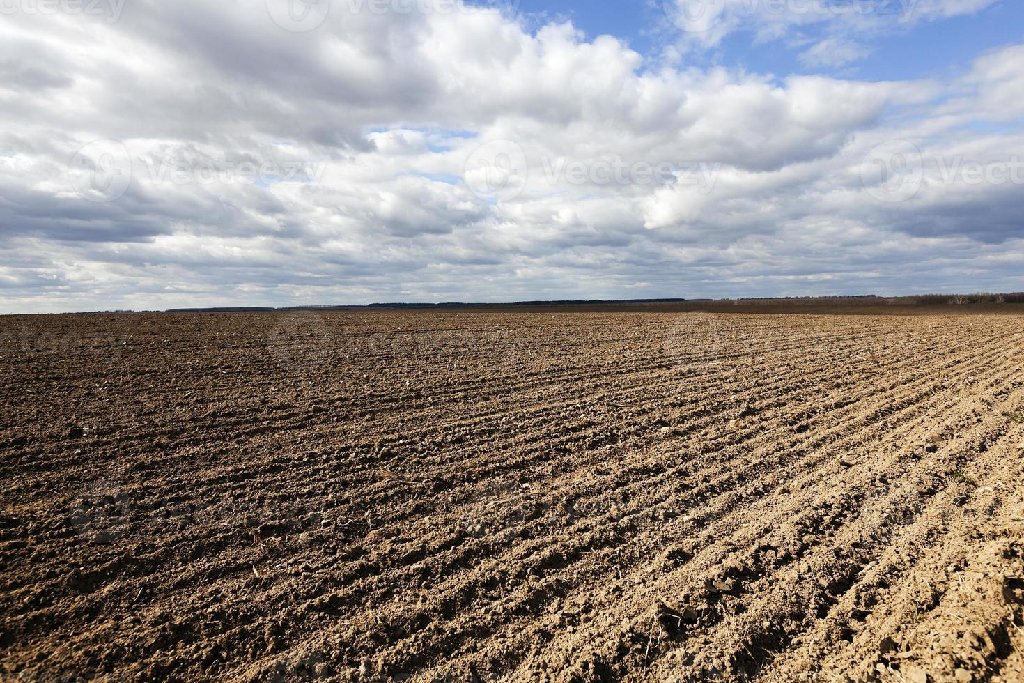 farm field cereals photo