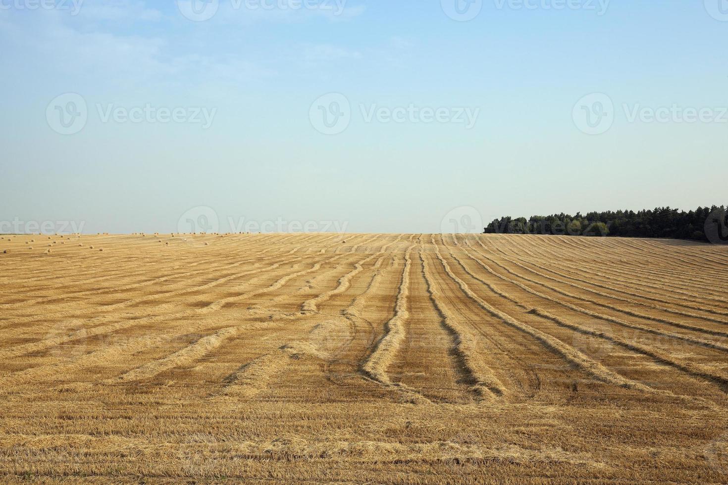 campo después de la cosecha foto