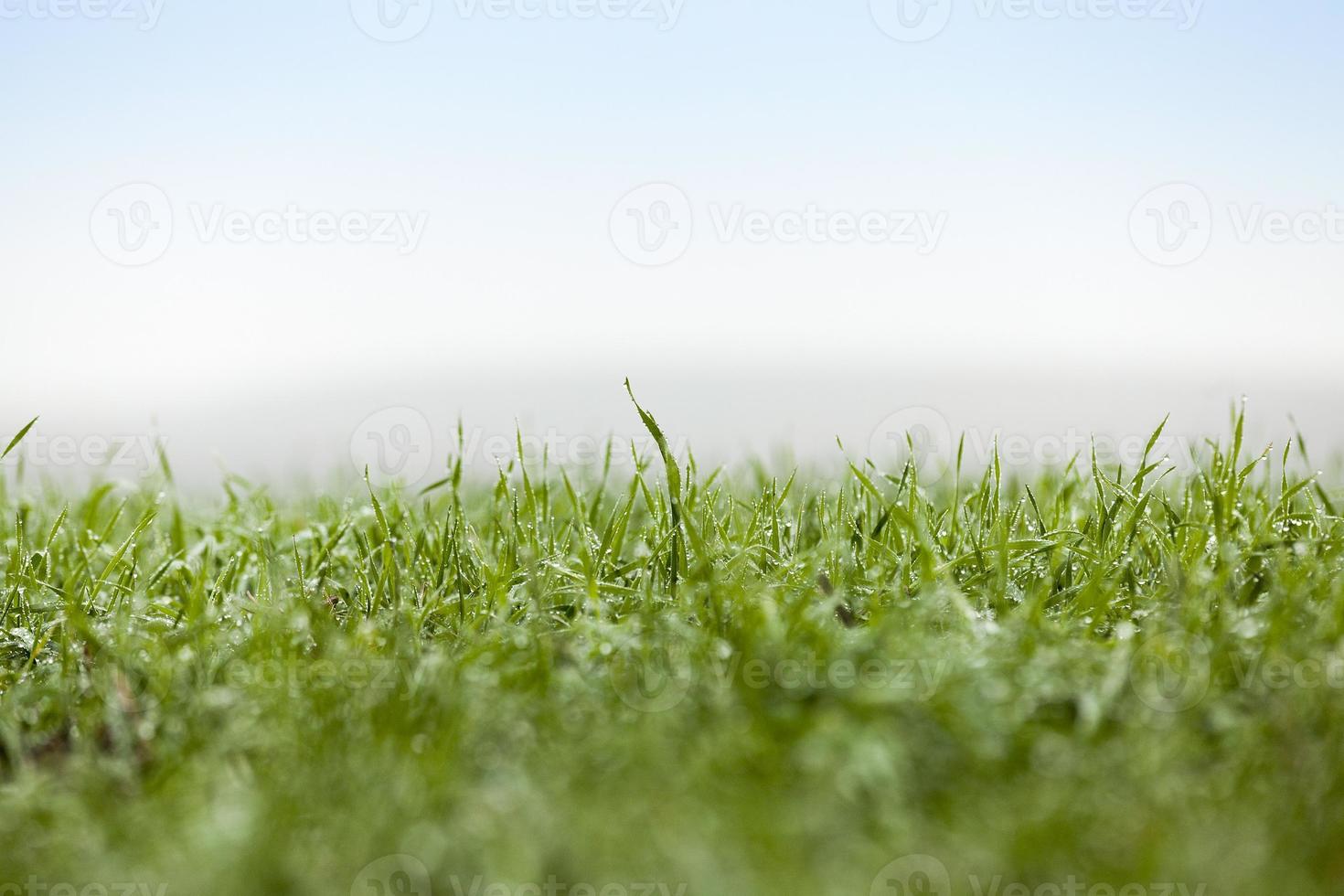 plantas de hierba jóvenes, primer plano foto