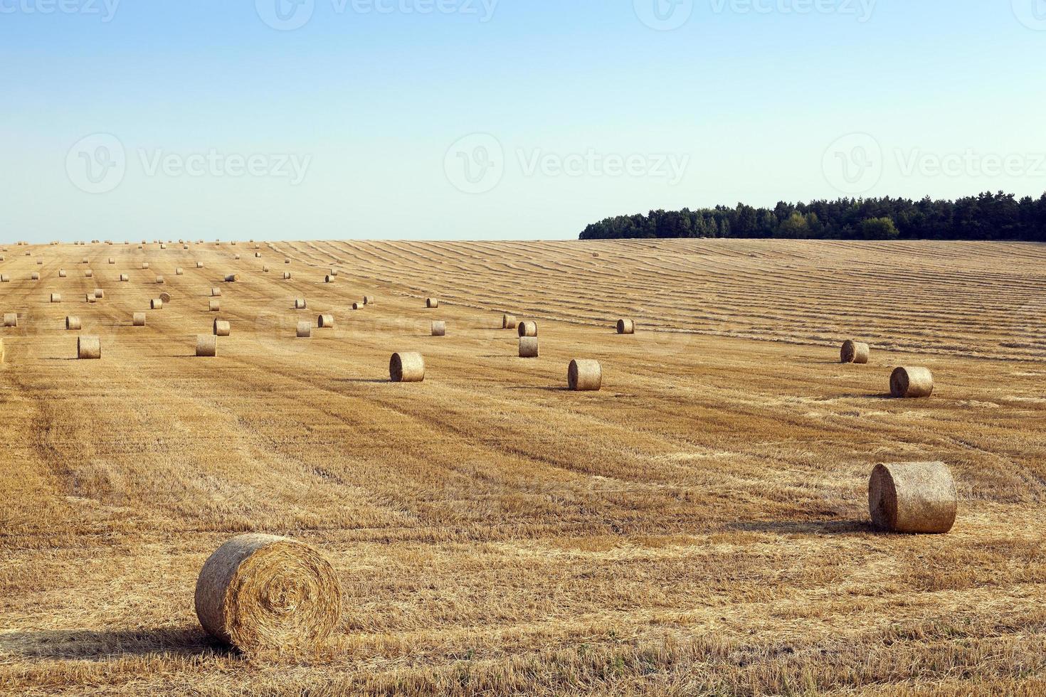 field of wheat photo