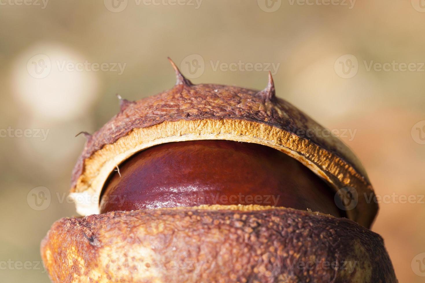 spikes fruit chestnut, photo