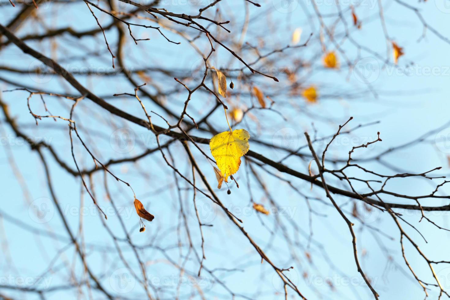 yellowed maple trees in autumn photo