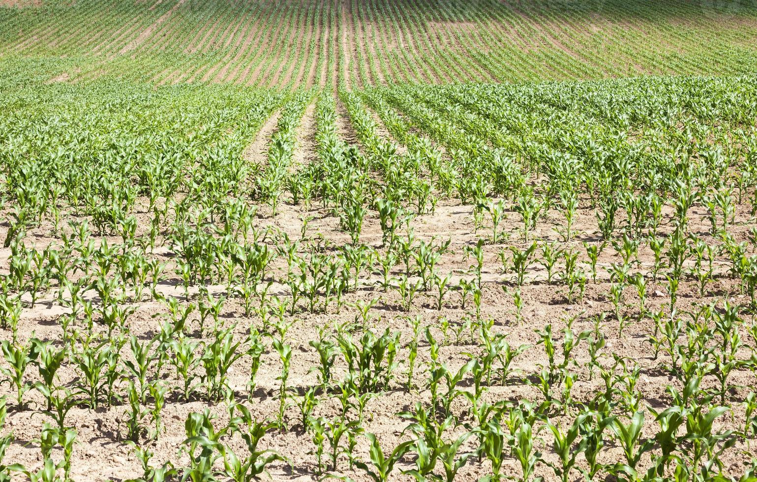 Corn field close up photo