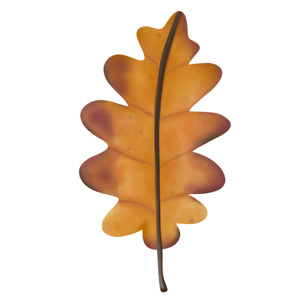 Wald Eichel Blatt Aquarell png