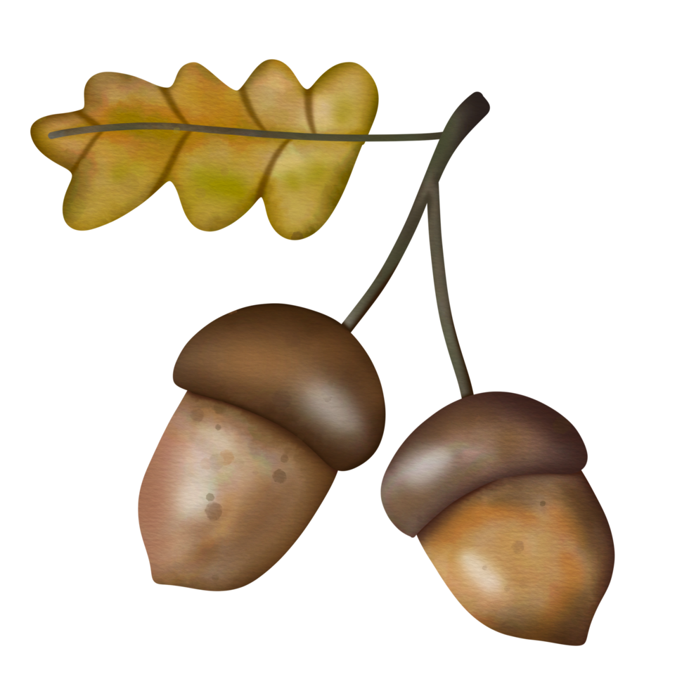 skog ekollon akvarell png