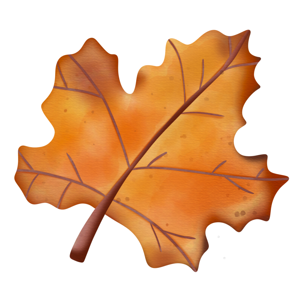 maple leaf watercolor png